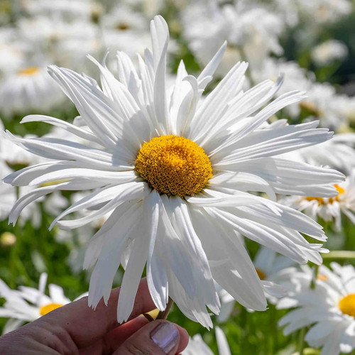 Leucanthemum crazy daisy - daisy, x