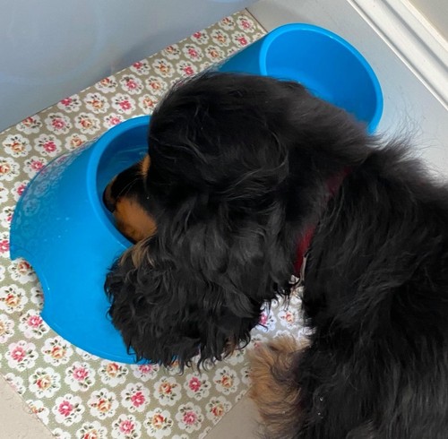 Two blue spaniel cocker - blue,