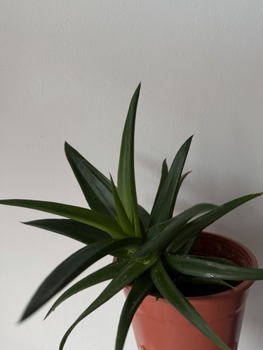 Aloe vera succulent plant - vera,