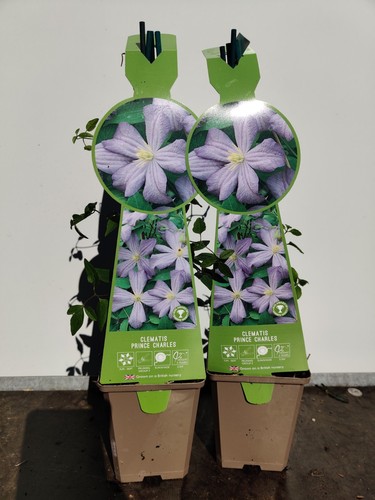 Clematis prince charles - 2,