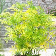 Elderberry Sambucus nigra