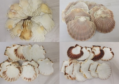 Large clean cornish - x,