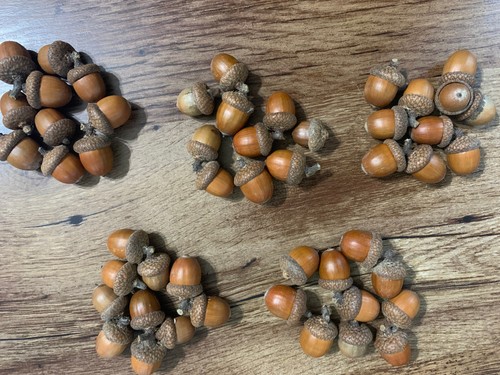 Acorns with caps red oak - with, caps,