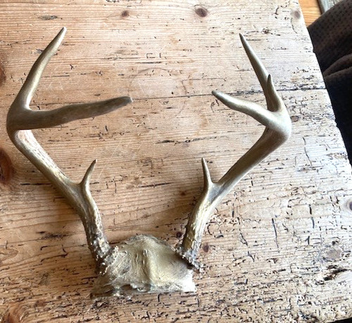 Deer antlers taxidermy - deer, taxidermy-8