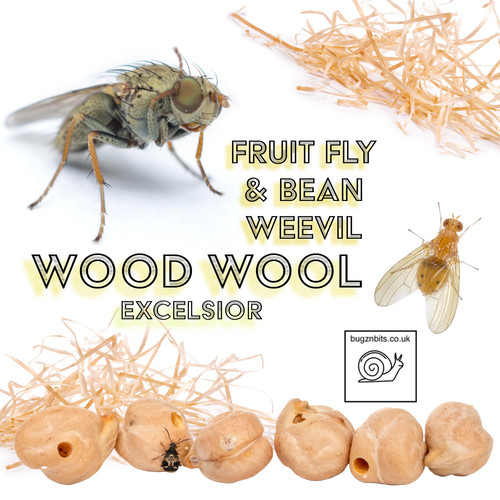 Wood wool excelsior fruit fly - wool, excelsior,