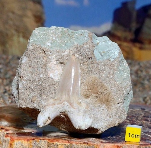 Fossil shark tooth megalodon - shark,
