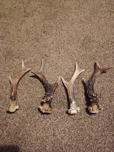 Roe deer antlers - deer,