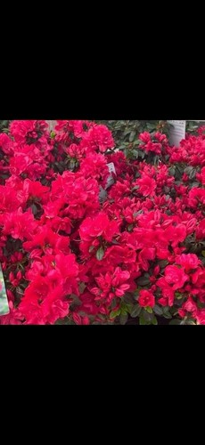 Pots azalea evergreen - pots, of