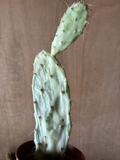 Prickly Pear Varigated Cactus