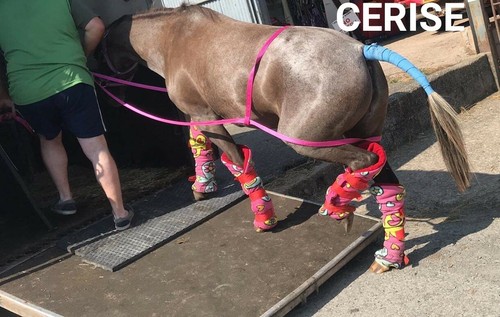Quick loader for horses - quick,