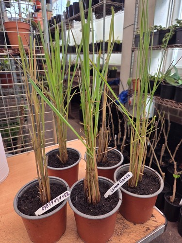 Lemon grass cymbopogon - lemon, grass,cymbopogon