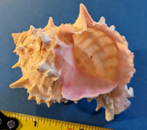 Natural pinkish murex shell - pinkish,