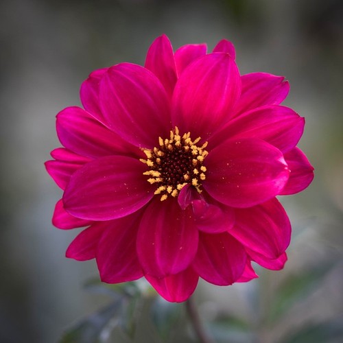 Bishop canterbury pink - canterbury,
