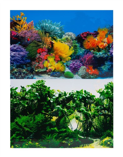 Aquarium fish tank - fish, background