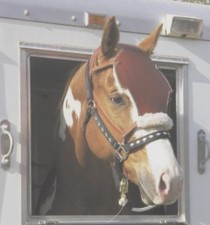 Equiface Saver Horse Head