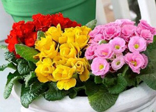 150 primula double - double, mix