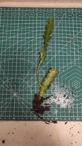 Epiphyllum anguliger fishbone - epiphyllum,