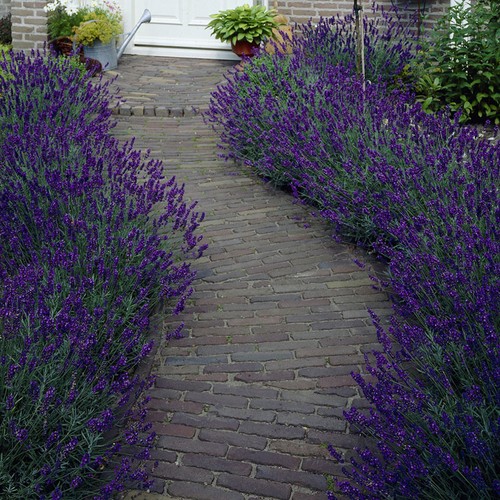 Lavender hidcote established - lavender,