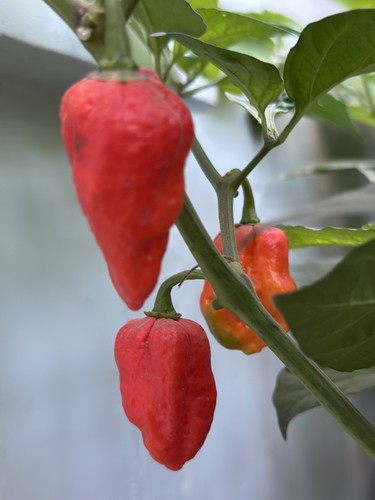 Naga morich chilli - 6,
