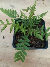 3 x Dicksonia antarctica - slow growing tree fern grown in 9cm pot