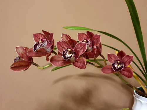 Cymbidium red panther - panther', orchid