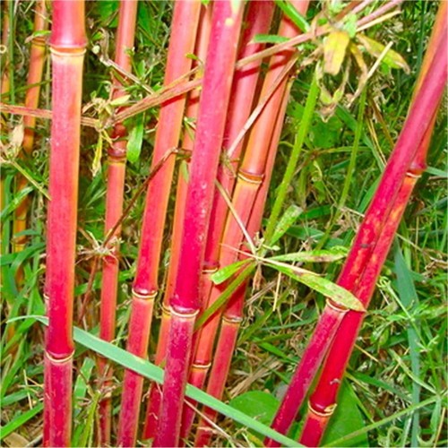 100 red panda bamboo seeds - red,