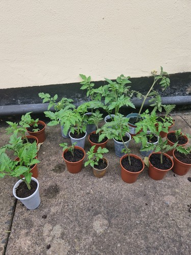 Tomato plug plant - plug, 'beef