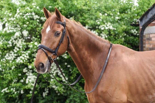 Horse leather bridle snaffle - bridle,