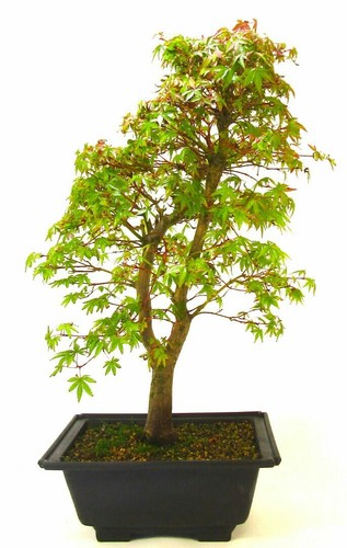 Seeds japanese green - green, maple