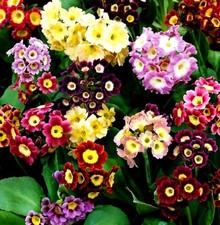 6 x Plug Plants primula
