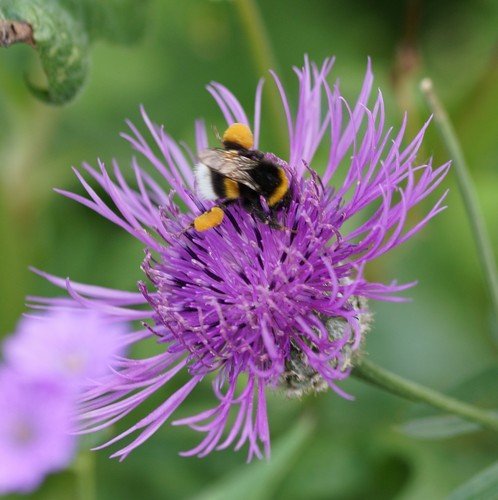 Greater knapweed centaurea - greater,