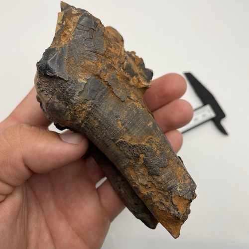 Ice age mammal - tooth, fossil