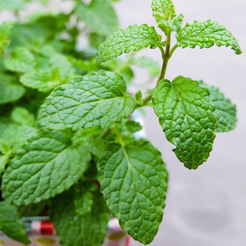 Mint strawberry herb - mint,