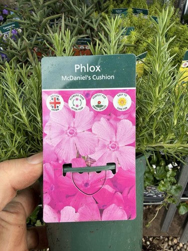 Phlox david cushion x2 - mc,