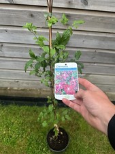 Clematis ‘Madame Julia