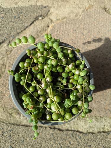 Senecio rowleyanus string of - rowleyanus,