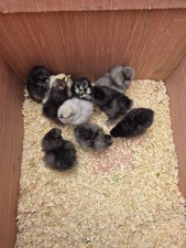 Ornimental SILKIE Eggs X6 NOT