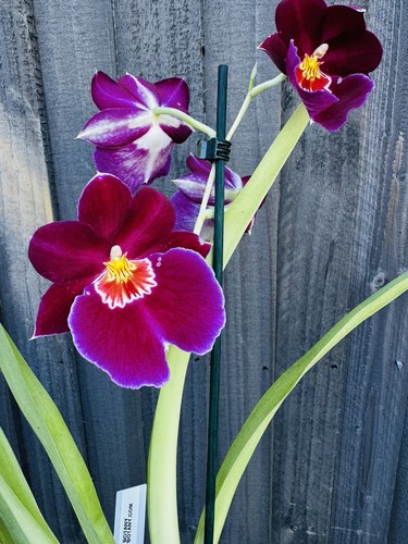 Miltoniopsis - (pansy, orchid)