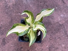 Hosta SNOW WHITE - Medium