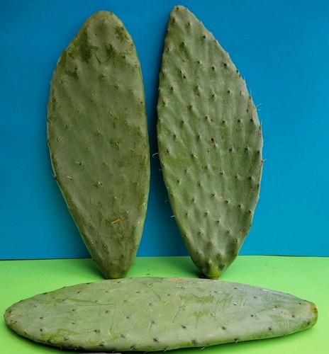 Opuntia cactus 2 - x,