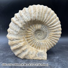 Large Fossilised Mantelliceras