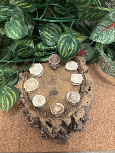 Fossil fish vertebrae - fossil,