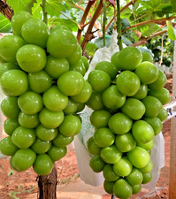6 ORGANIC SEEDS Grape GIANT GREEN GLOBE SHINE MUSCAT Fruit Vine Sweet Heirloom