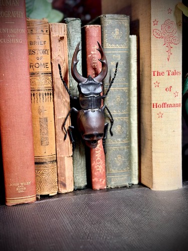 Unpainted skull stag beetle - unpainted,