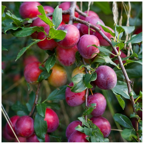 Big juicy victoria plum - big,