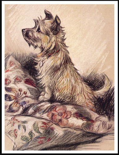 Cairn terrier lovely dog - cairn,
