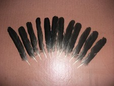 12 CARRION CROW TAIL FEATHERS