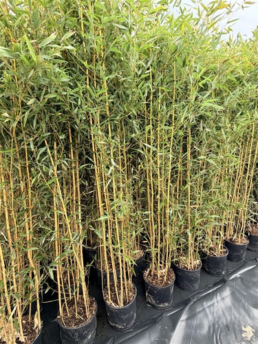 Extra large bamboo - extra, aureocaulis
