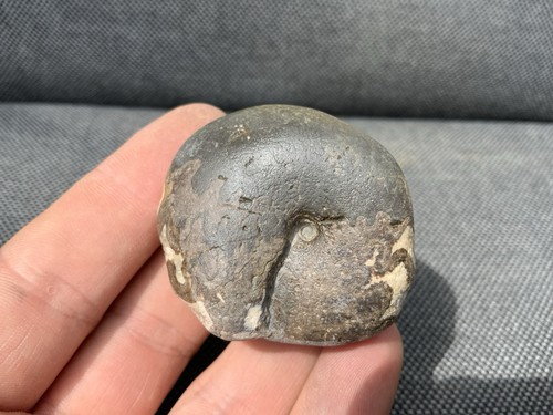 Rare phylloceras fossil - rare, sp