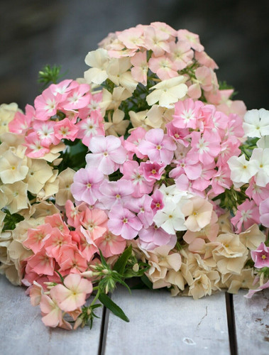 Phlox of sheep - phlox,